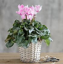 Cyclamen Plant