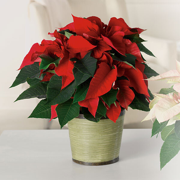 Poinsettia Classic