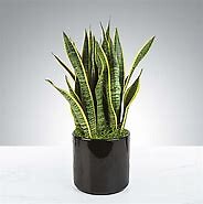 Snake Plant