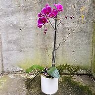 Orchid Plant