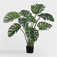 Split leaf Philodendron