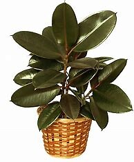 Rubber Tree Plant