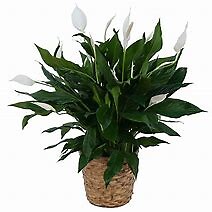 Peace Lily - Medium