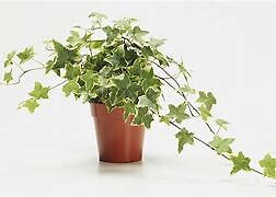 Ivy Plant