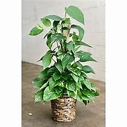 Pothos Plant