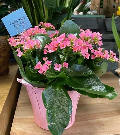 Kalanchoe Plant in a 6&quot; pot