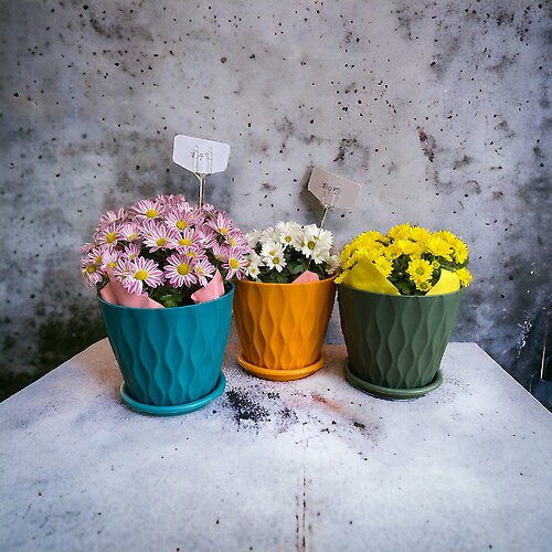 Miniature potted daisy mums