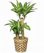 Corn Plant (Dracaena)