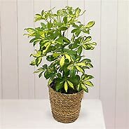 Schefflera - Small