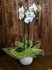 Phalaenopsis Orchid