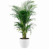 Palm Plant